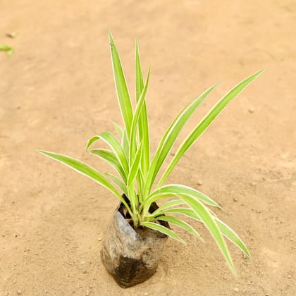 Buy Spider in 4 Inch Nursery Bag Online | Urvann.com