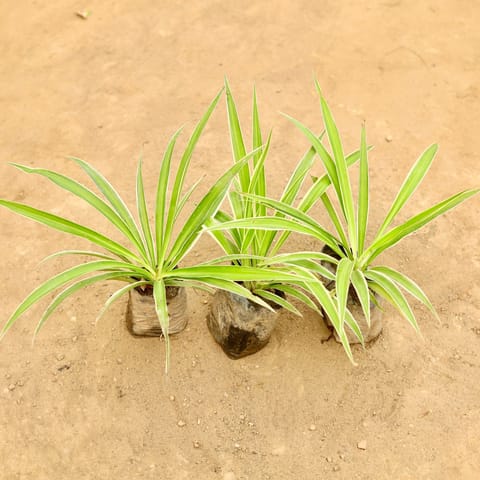 Air Purifying - Set Of 3 - Spider in 4 Inch Nursery Bag