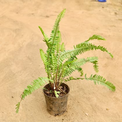 Buy Fern Green in 6 Inch Nursery Pot Online | Urvann.com
