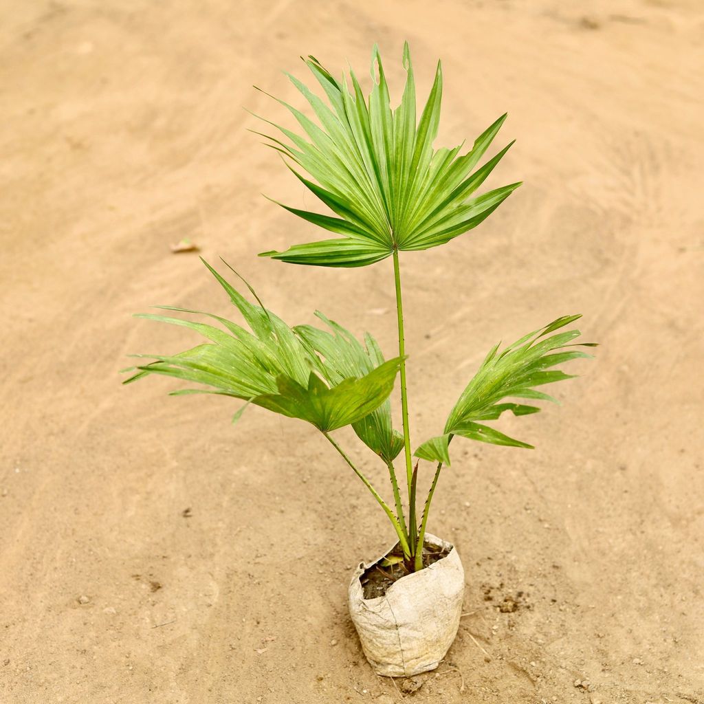 China / Fan Palm in 4 Inch Nursery Bag
