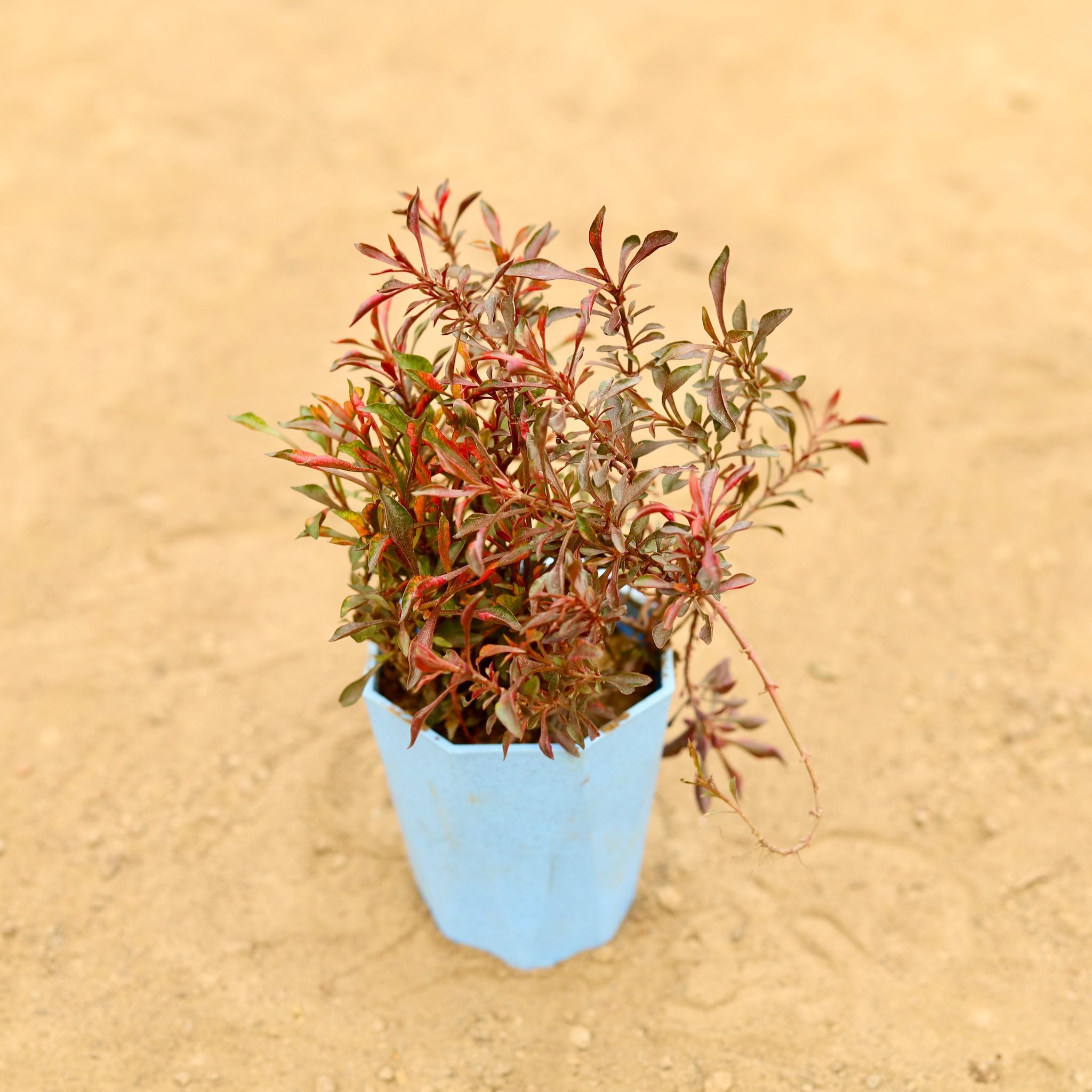 Alternanthera Red (Pune Variety) in 4 Inch Blue Marble Premium Diamanti Plastic Pot