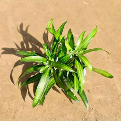 Buy Dracaena Messenger in 4 Inch Nursery bag Online | Urvann.com