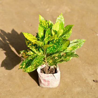 Buy Baby Croton in 4 Inch Nursery bag Online | Urvann.com
