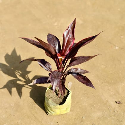 Buy Dracaena Red in 4 Inch Nursery bag Online | Urvann.com