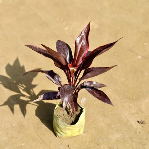 Dracaena Red in 4 Inch Nursery bag