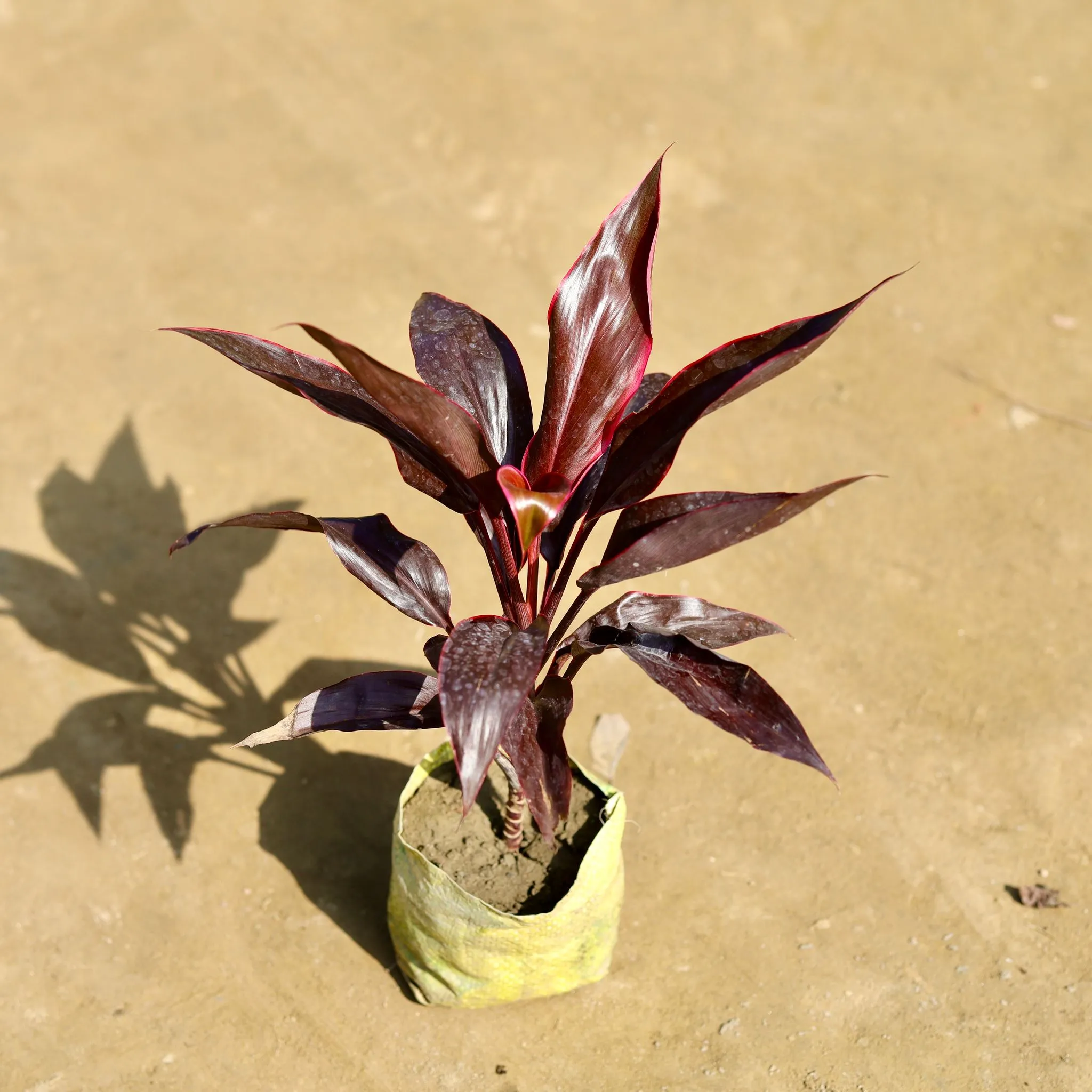 Dracaena Red in 4 Inch Nursery bag