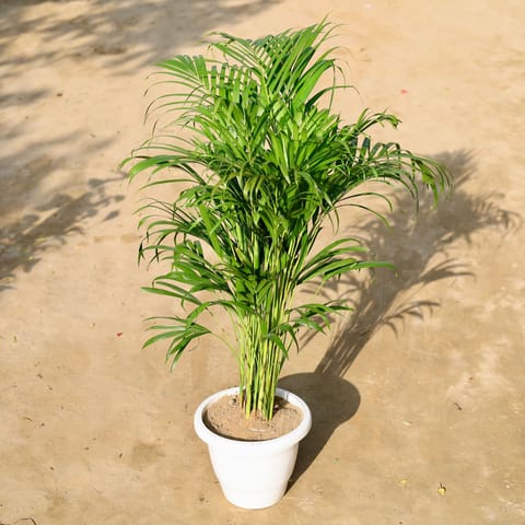 Air Purifying - Areca Palm Bushy in 12 Inch Nursery Pot
