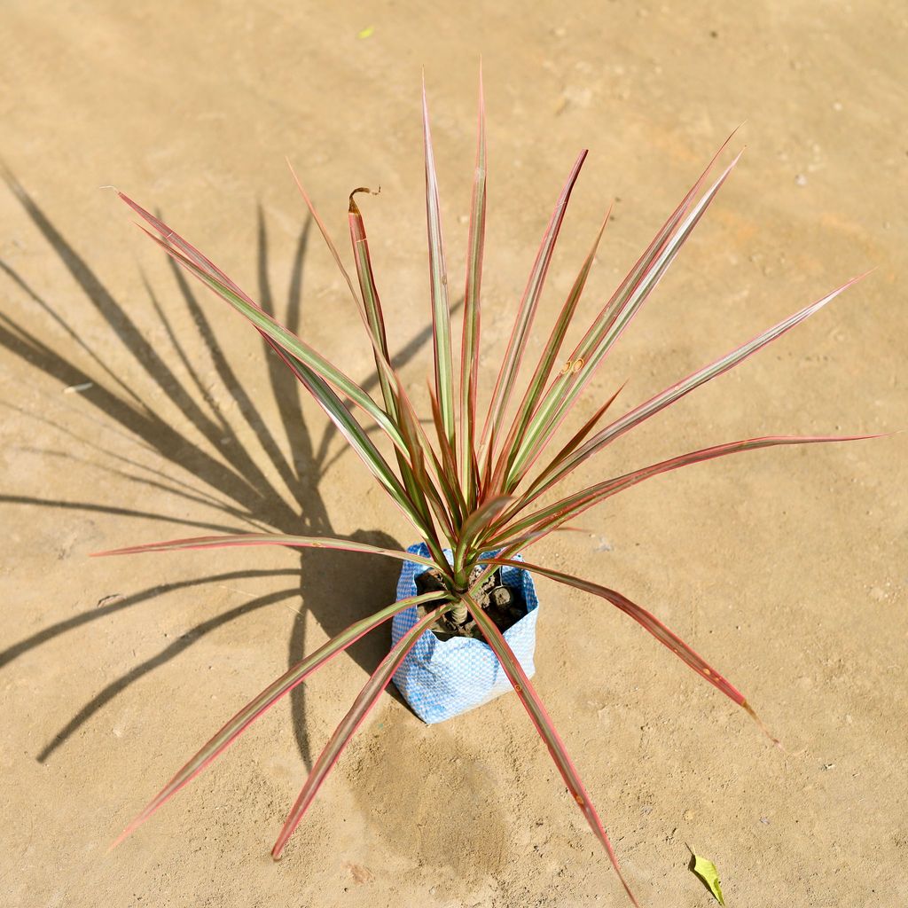 Dracaena Colorama / Marginata in 4 Inch Nursery bag