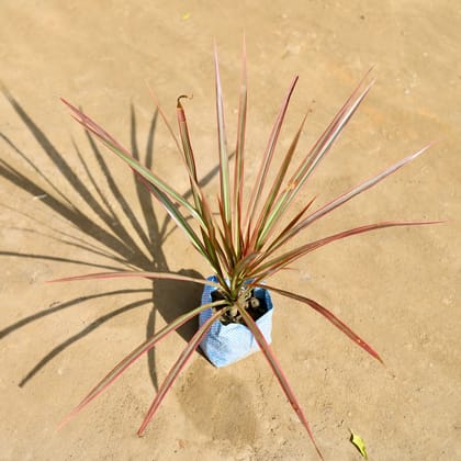Buy Dracaena Colorama / Marginata in 4 Inch Nursery bag Online | Urvann.com