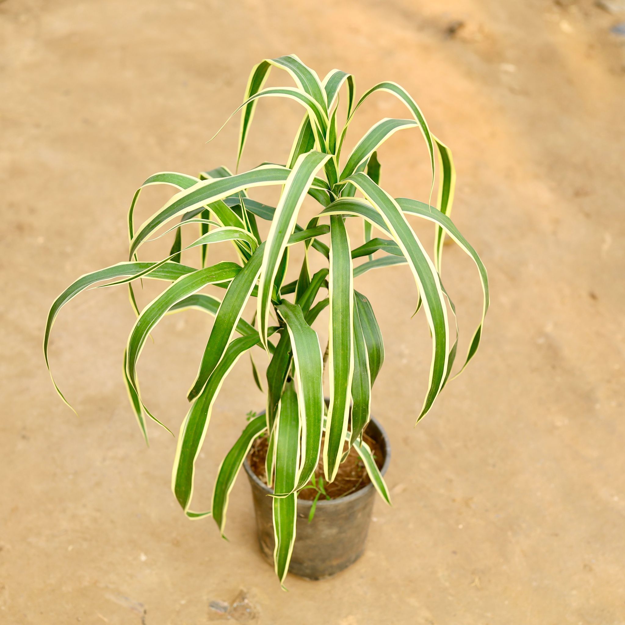Air Purifying - Dracaena Long Silver in 6 Inch Nursery Pot