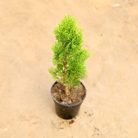 Morpankhi Golden in 6 Inch Nursery Pot