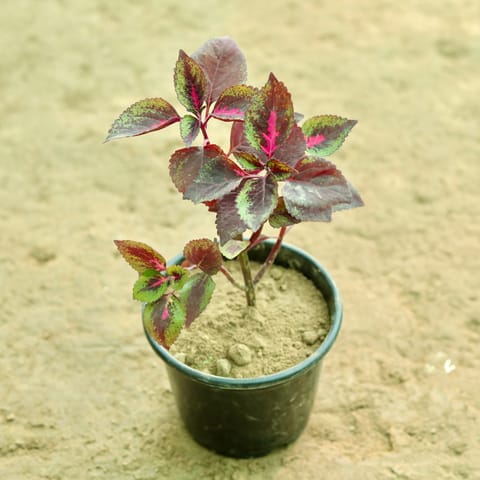 Coleus (Any Colour) (Any Design) in 6 Inch Live Plant Nursery Pot