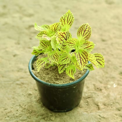 Buy Coleus (Any Colour) (Any Design) in 6 Inch Nursery Pot Online | Urvann.com