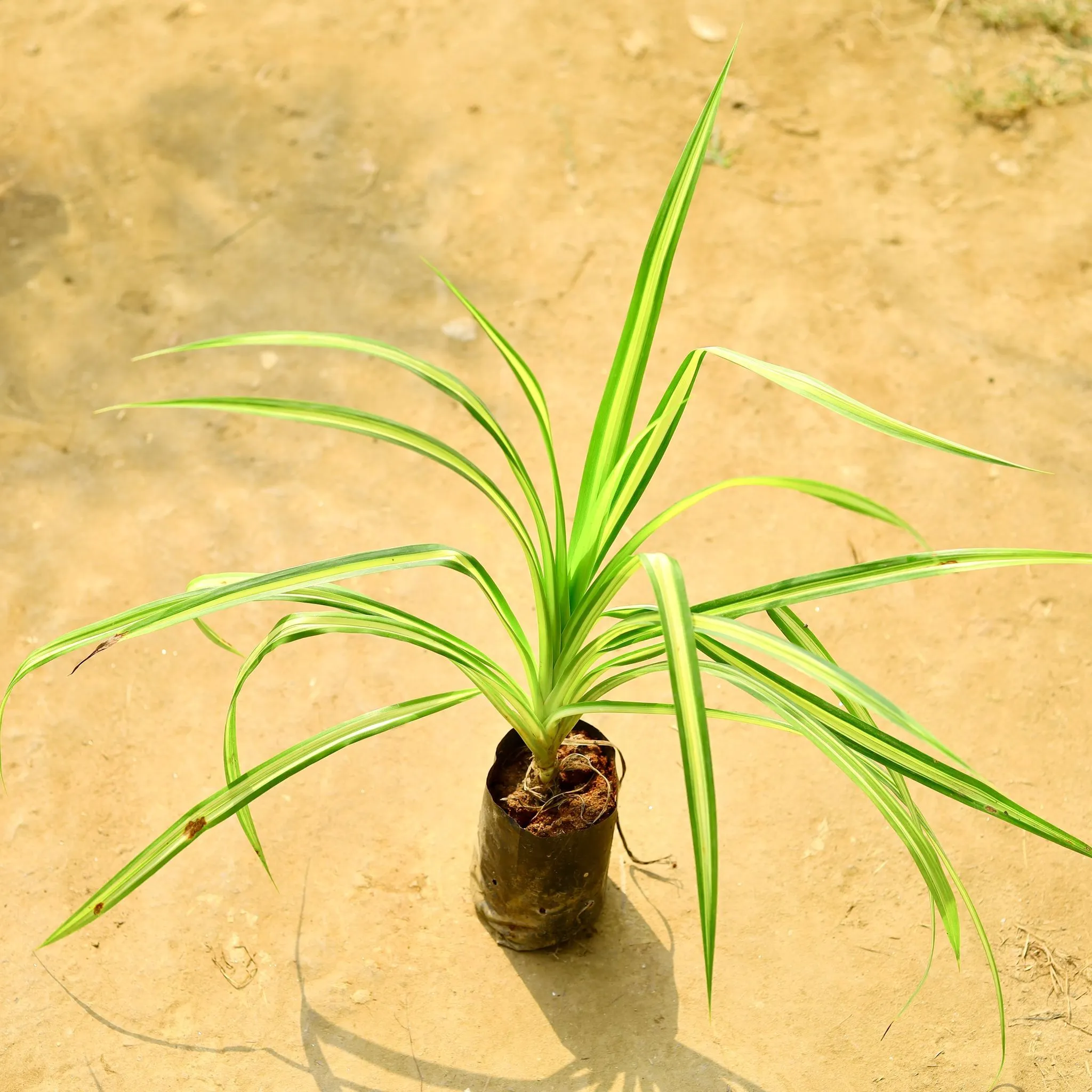 Pandanus / Screwpine in 4 Inch Nursery Bag