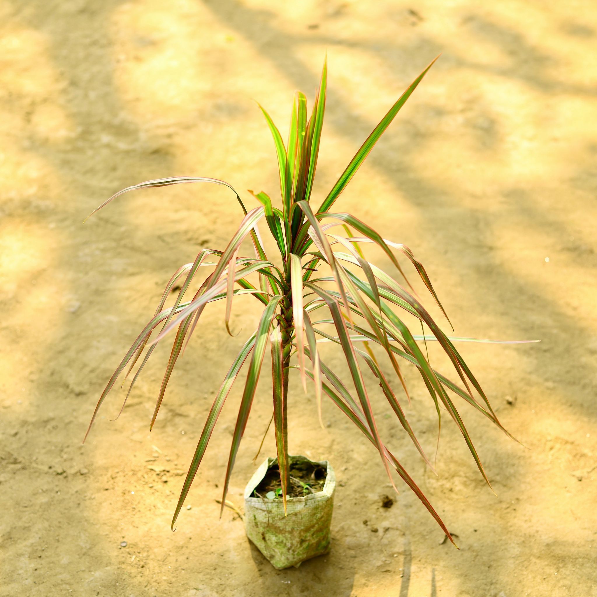 Air Purifying - Dracaena Marginata / Colorama Red in 4 Inch Nursery Bag