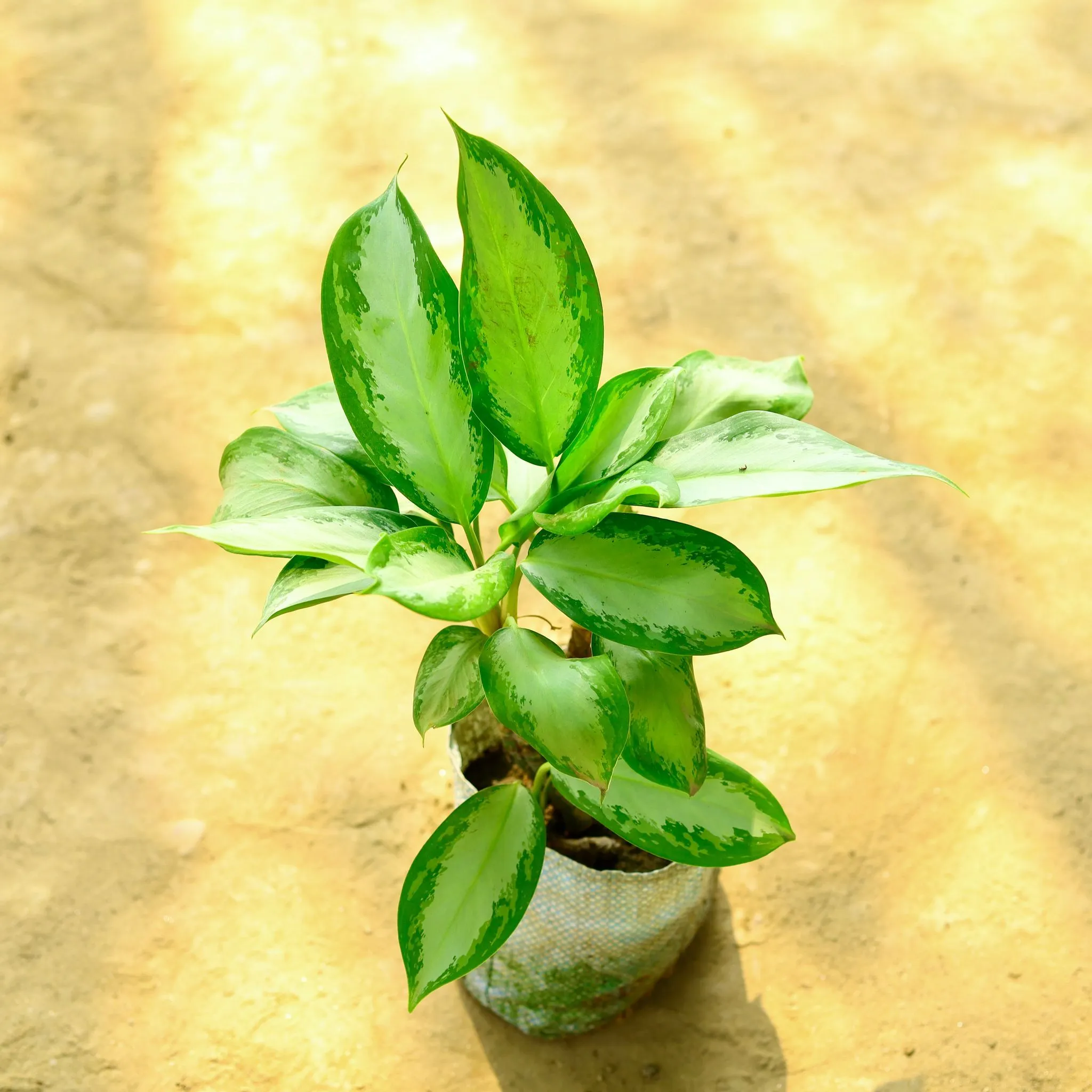 Air Purifying - Aglaonema Silverado in 4 Inch Nursery Bag