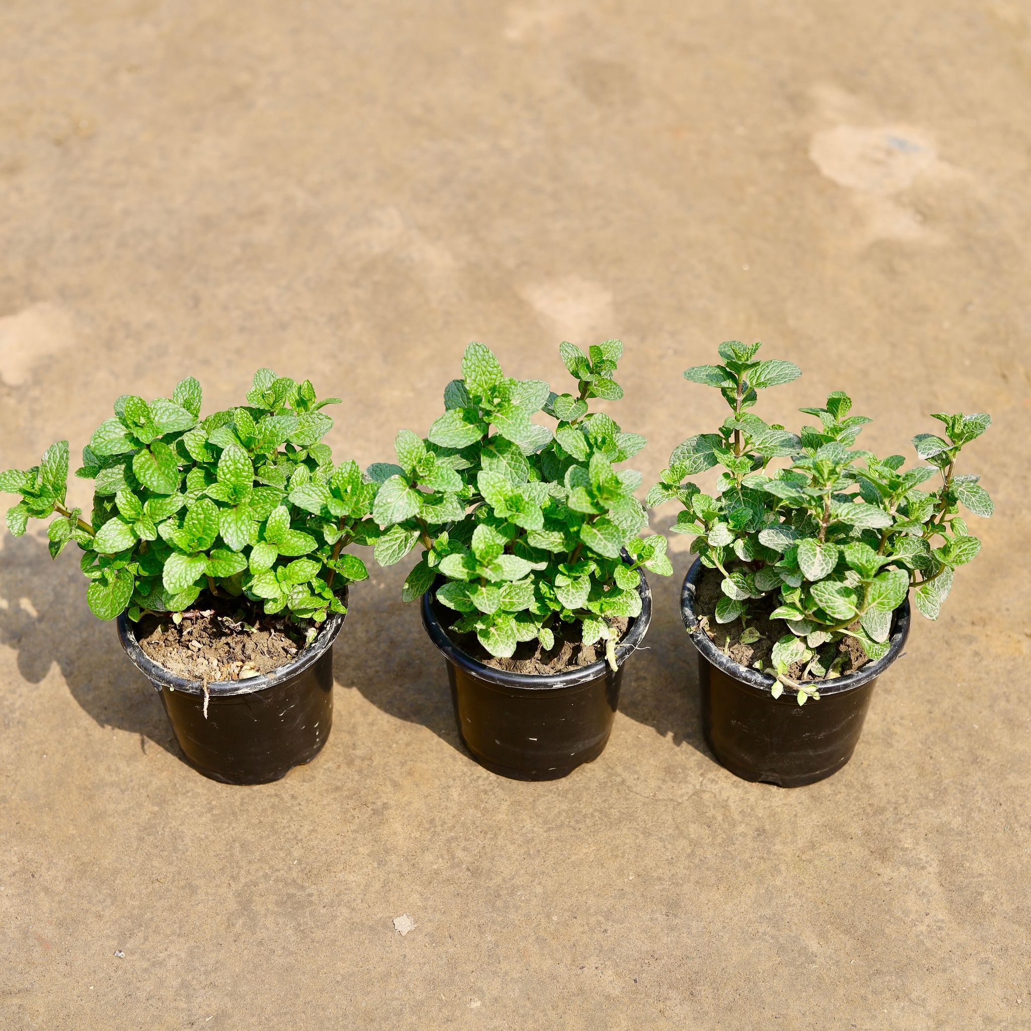 Set of 3 - Mint / Pudina in 4 Inch Nursery Pot