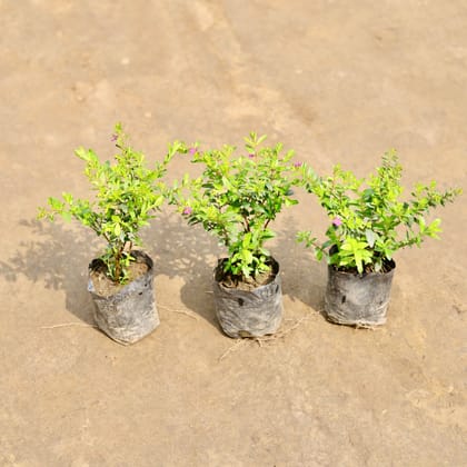 Buy Set of 3 -  Cuphea / False Heather (Any Colour) in 4 Inch Nursery bag | Urvann.com