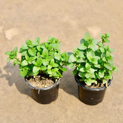 Buy Set of 2 - Mint / Pudina in 4 Inch Nursery Pot | Urvann.com