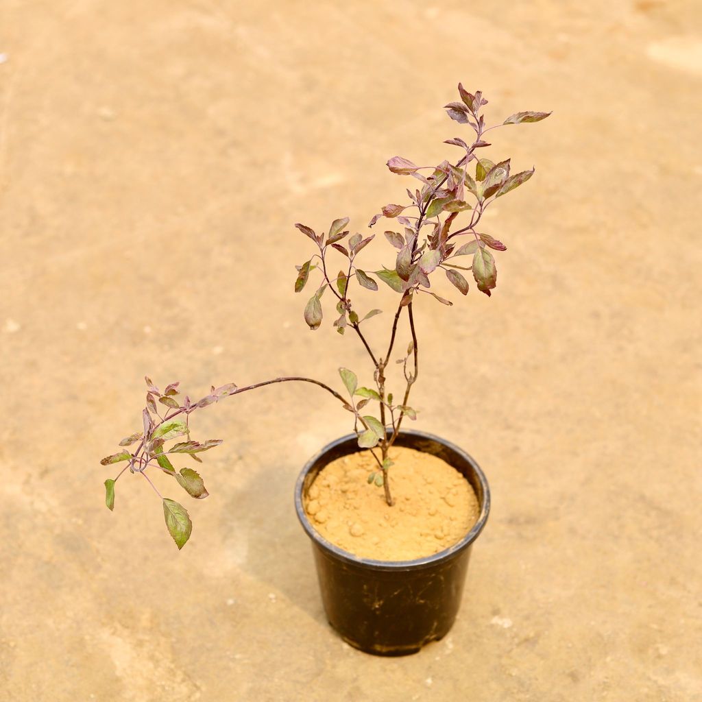 Buy Shyama Tulsi in 6 Inch Nursery Pot | Urvann.com Shyama Tulsi in 6 Inch Nursery Pot