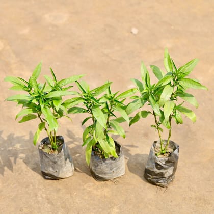 Buy Set of 3 - Sukh Shanti in 4 Inch Nursery bag | Urvann.com