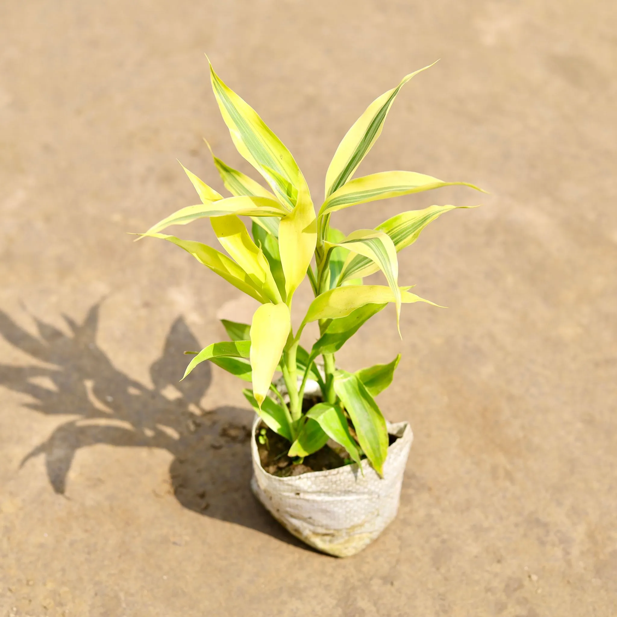Air Purifying - Golden Lucky Bamboo in 4 Inch Nursery bag
