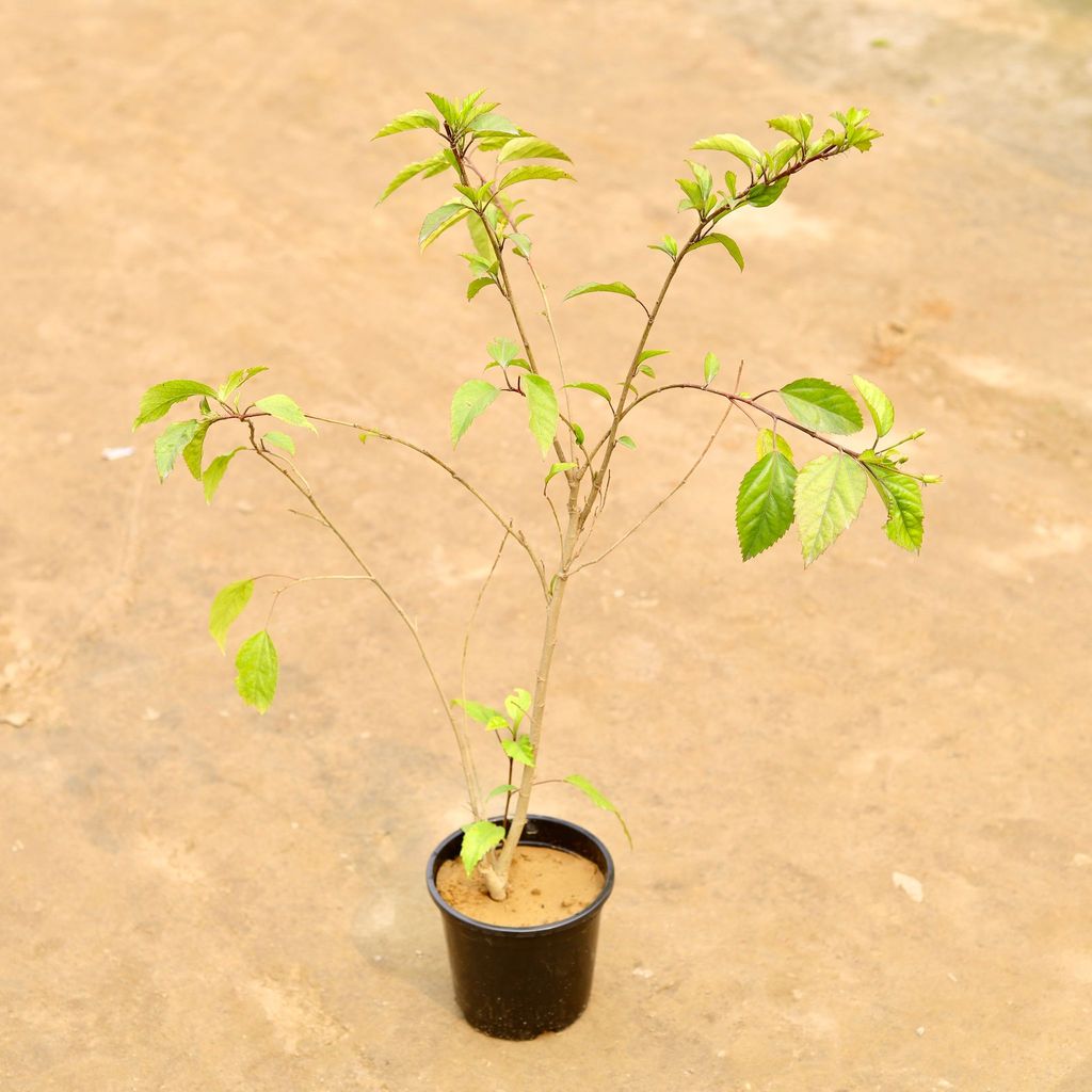 Hibiscus / Gudhal (Any colour) in 6 Inch Nursery Pot