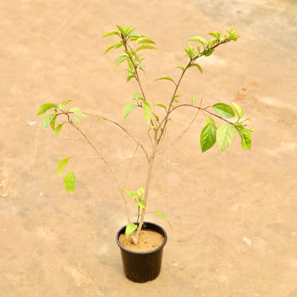 Buy Hibiscus / Gudhal (Any colour) in 6 Inch Nursery Pot | Urvann.com