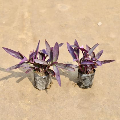 Buy Set of 2 - Purple Heart in 4 Inch Nursery bag | Urvann.com