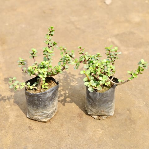 Air Purifying - Set of 2 - Jade in 4 Inch Nursery bag