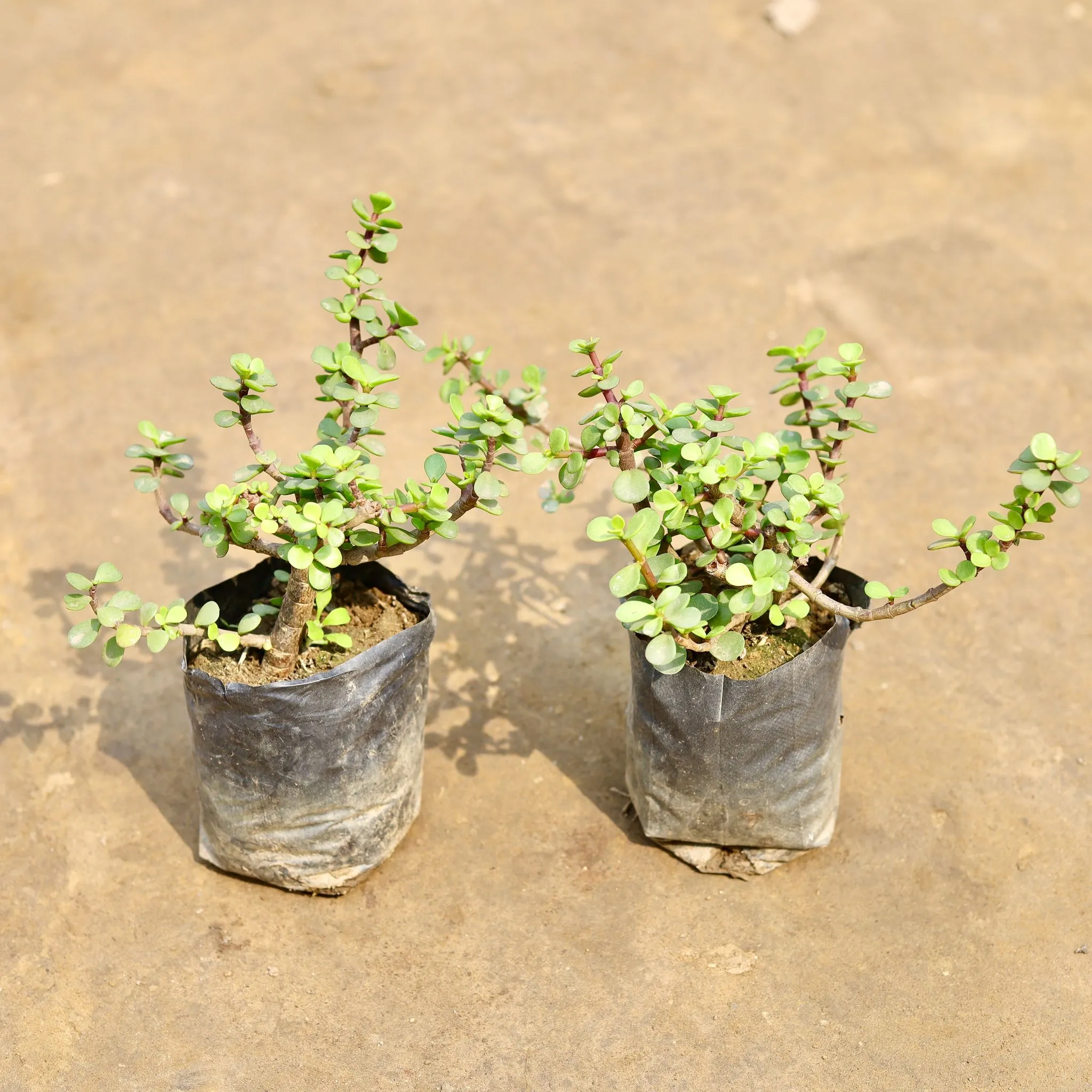 Air Purifying - Set of 2 - Jade in 4 Inch Nursery bag