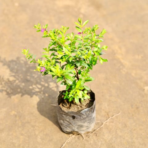 Cuphea / False Heather in 4 Inch Nursery bag