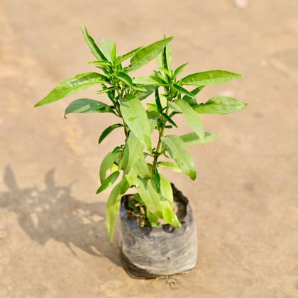 Buy Sukh Shanti in 4 Inch Nursery bag | Urvann.com