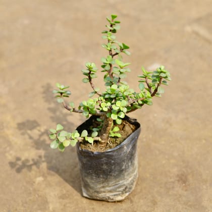 Buy Jade in 4 Inch Nursery bag | Urvann.com