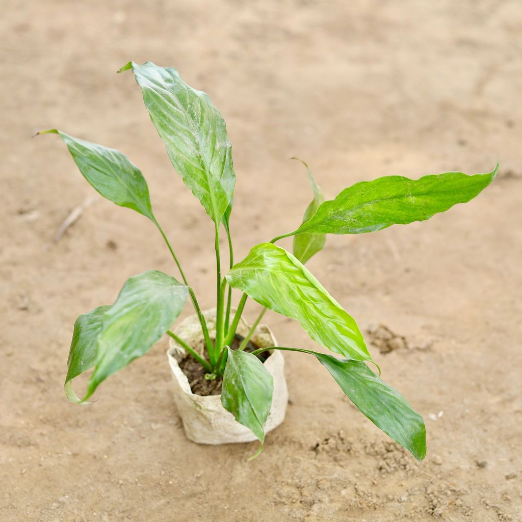 Buy Peace Lily (Any Colour) in 4 Inch Nursery bag Online | Urvann.com Peace Lily (Any Colour) in 4 Inch Nursery bag