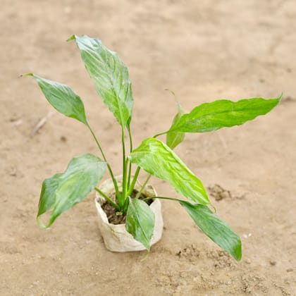 Buy Peace Lily (Any Colour) in 4 Inch Nursery bag Online | Urvann.com