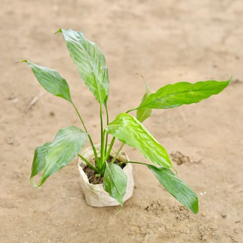 Peace Lily (Any Colour) in 4 Inch Nursery bag