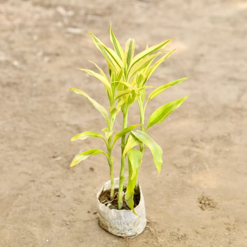 Air Purifying - Golden Lucky Bamboo in 4 Inch Nursery bag