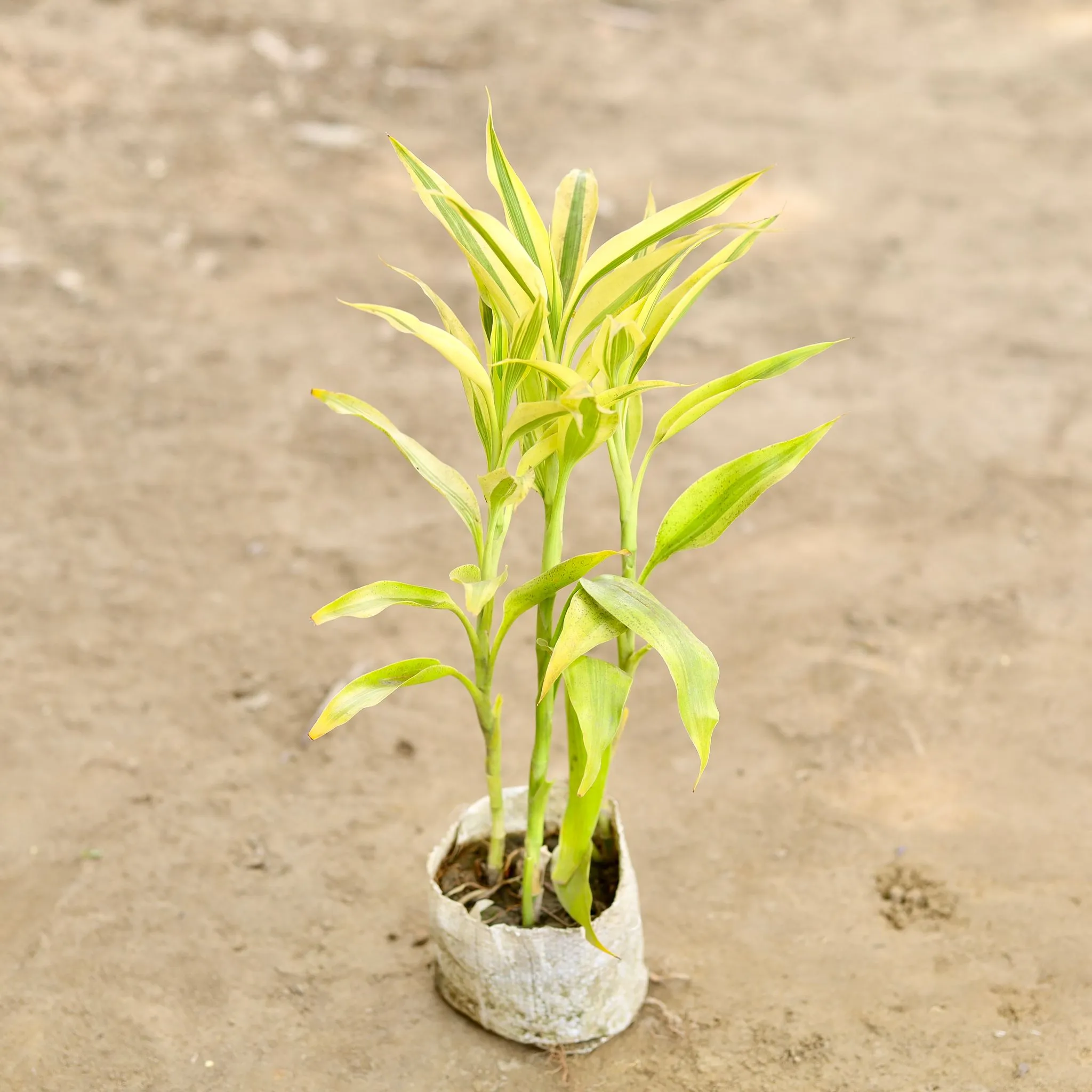 Air Purifying - Golden Lucky Bamboo in 4 Inch Nursery bag