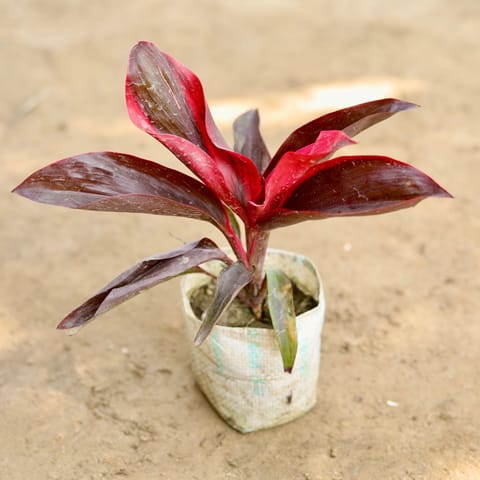Dracaena Rosea in 4 Inch Nursery bag