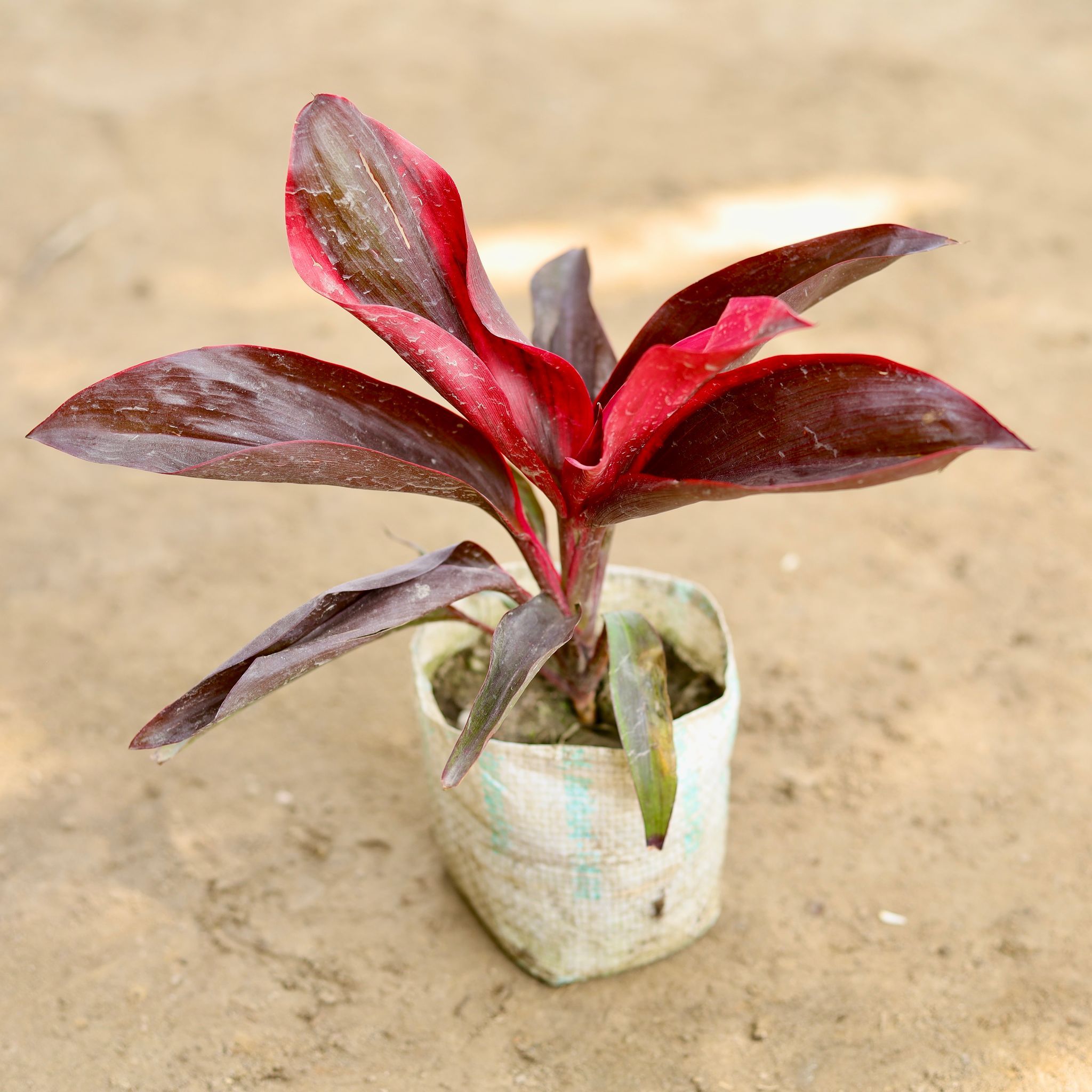 Dracaena Rosea in 4 Inch Nursery bag