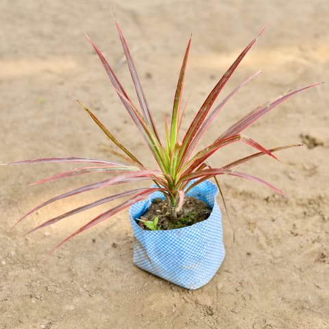 Air Purifying - Dracaena Colorama / Marginata in 4 Inch Nursery bag