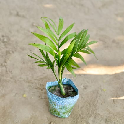 Buy Chamaedorea Palm in 4 Inch Nursery bag Online | Urvann.com