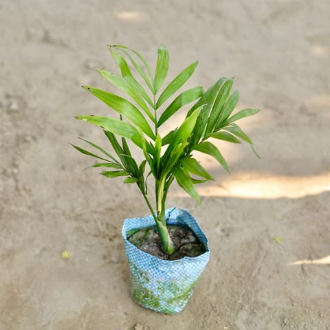 Air Purifying - Chamaedorea Palm in 4 Inch Nursery bag