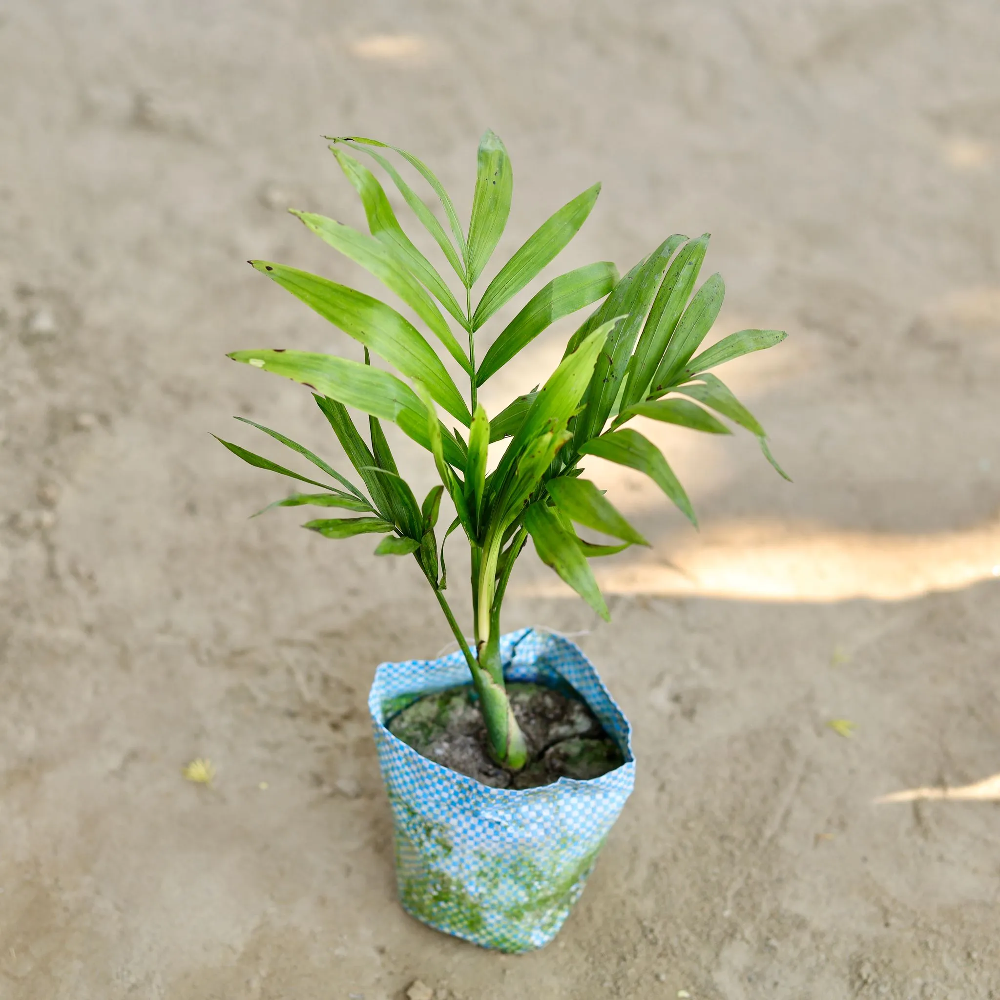 Air Purifying - Chamaedorea Palm in 4 Inch Nursery bag