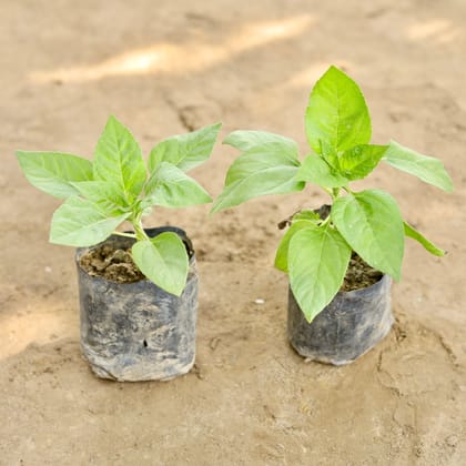 Buy Set of 2 - Sun Flower (Any Colour) in 4 Inch Nursery bag Online | Urvann.com