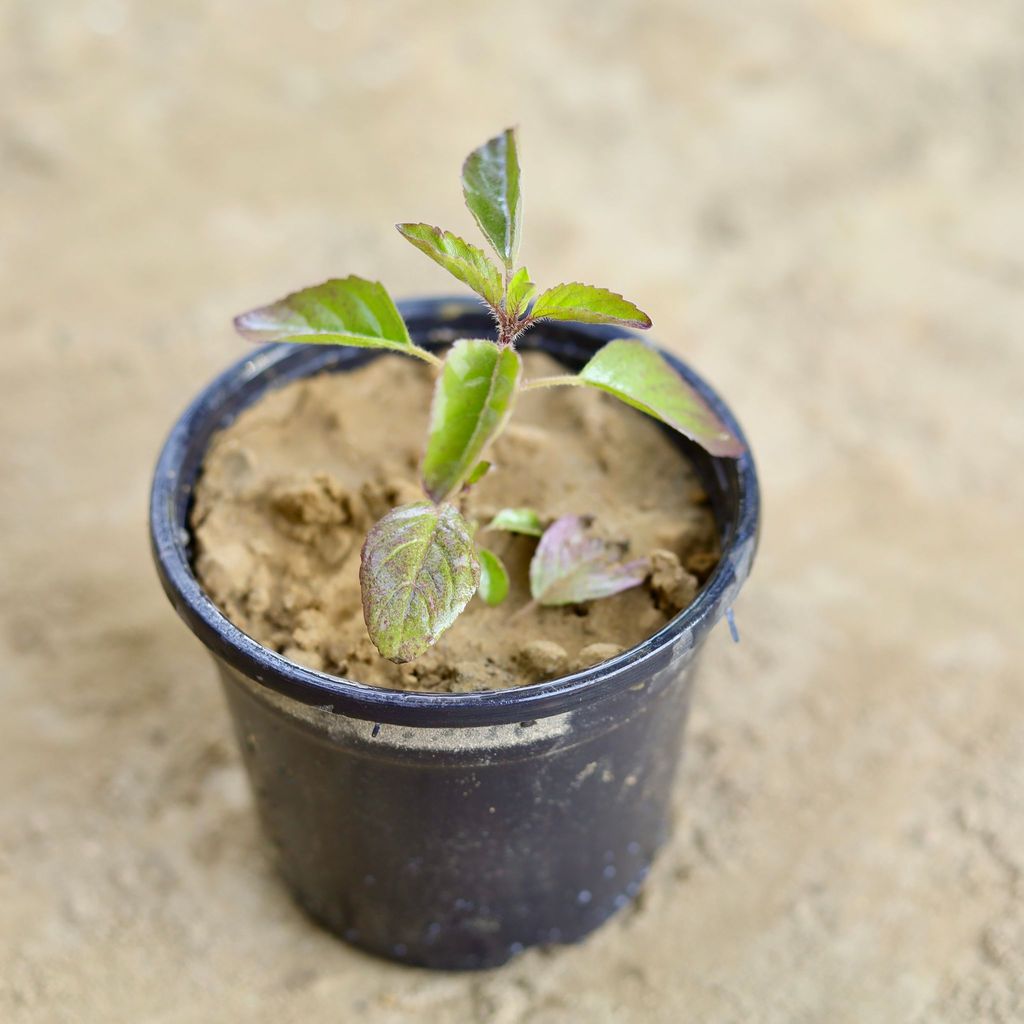 Buy Rama Tulsi in 6 Inch Nursery Pot Online | Urvann.com Rama Tulsi in 6 Inch Nursery Pot