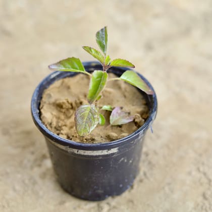 Buy Rama Tulsi in 6 Inch Nursery Pot Online | Urvann.com