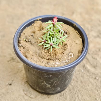 Buy Potulaca Moss Rose(Any Colour) in 6 Inch Nursery Pot Online | Urvann.com