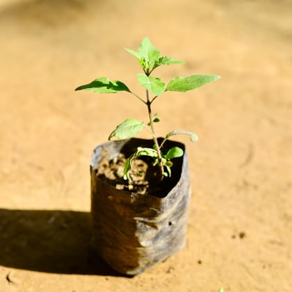 Buy Rama Tulsi in 4 Inch Nursery Bag Online | Urvann.com